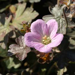 geranium dusky crug